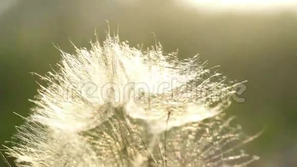 一朵白色蓬松的蒲公英在阳光下的绿草上视频的预览图
