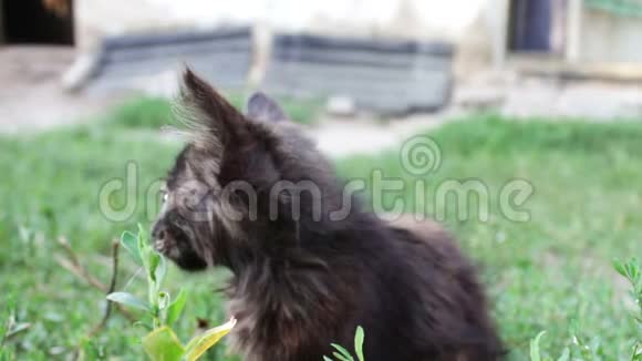 草地上肮脏的三色毛茸茸的流浪小猫近景视频的预览图