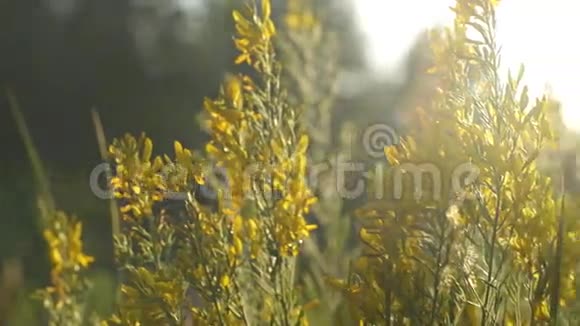 日落时带着野草的田野美丽的夏日景观乡村自然视频的预览图
