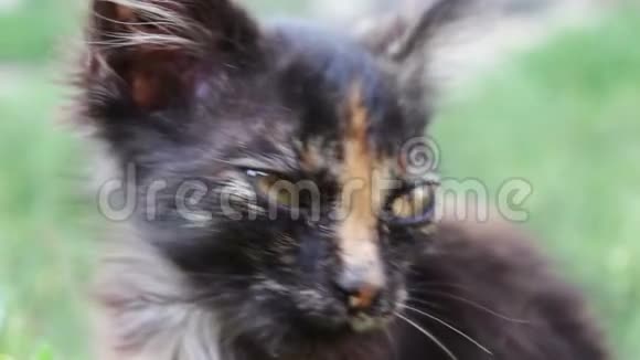 草地上肮脏的三色毛茸茸的流浪小猫近景视频的预览图