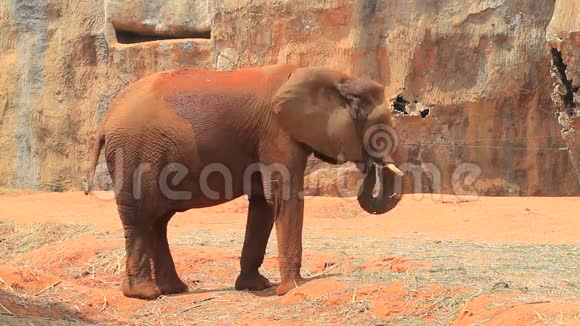 动物园里的非洲象视频的预览图