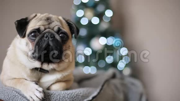 肖像狗看相机在圣诞树背景圣诞快乐新年理念视频的预览图