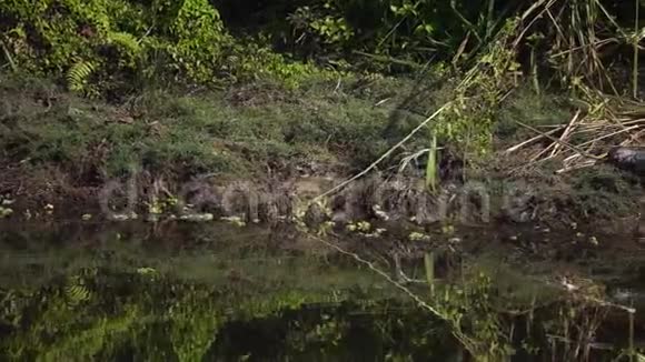 鳄鱼鳄鱼鳄鱼也叫沼泽鳄鱼视频的预览图