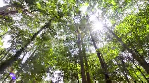 森林树木绿色的叶子太阳耀斑视频的预览图