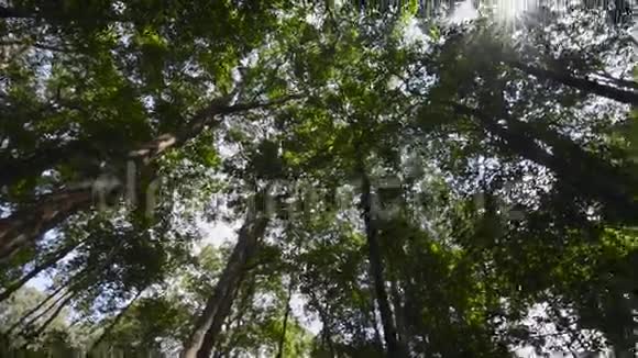 森林树木绿色的叶子太阳耀斑视频的预览图