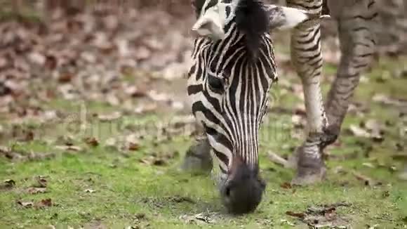 在动物园吃草的圈养斑马特写镜头视频的预览图