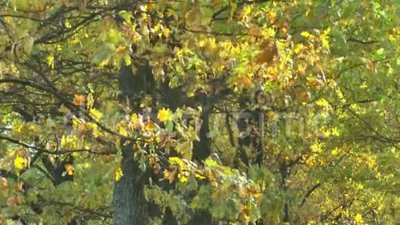 风中橡树的黄秋枝视频的预览图