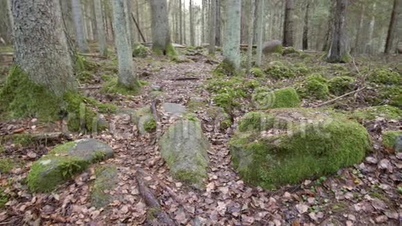 多利在岩层中的混合森林中拍摄了一条徒步小径视频的预览图
