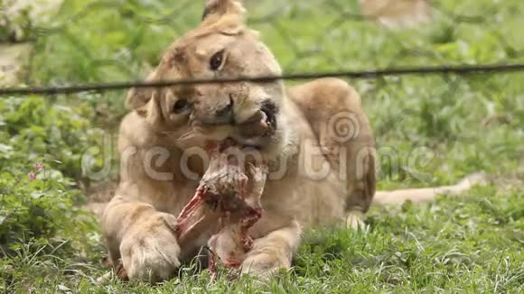 卢布尔雅那动物园里的狮子吃肉视频的预览图