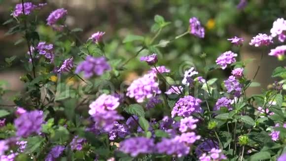 紫花开花植物自然视频的预览图