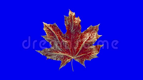 特写旋转的枫叶被水珠覆盖在蓝色背景上分离出的叶子红色3D4K视频的预览图
