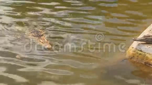 鳄鱼在鳄鱼农场的池塘里游泳视频的预览图