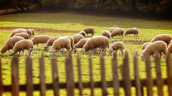 一群羊在傍晚的绿野上吃草视频的预览图