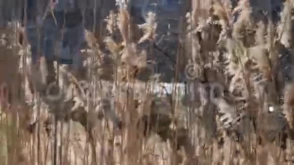 芦苇大自然的高草随风而逝视频的预览图