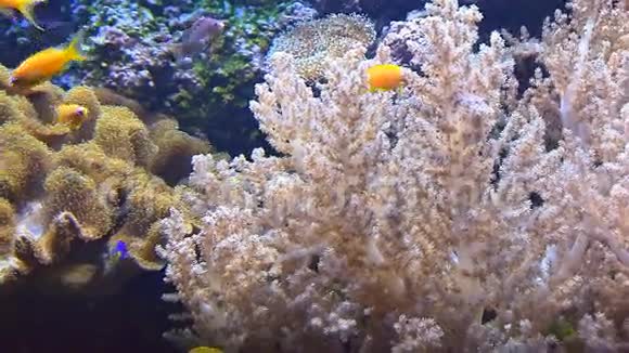 热带鱼在珊瑚中水下游泳视频的预览图
