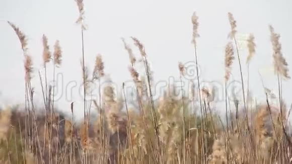 芦苇大自然的高草随风而逝视频的预览图