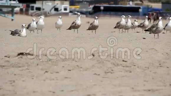 海鸥群坐在沙滩上站立视频的预览图