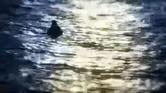 日落时分斯洛文尼亚的布莱德湖上的鸟儿在游泳视频的预览图