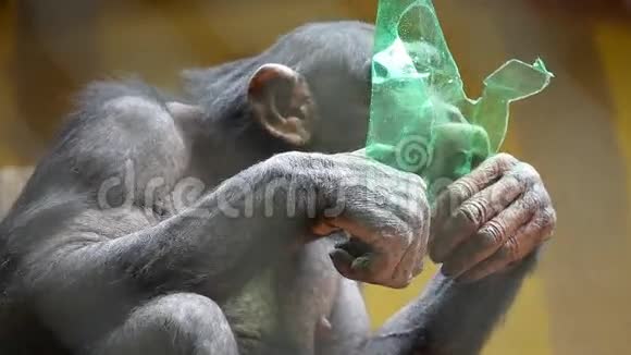 动物园里玩塑料瓶的猴子视频的预览图