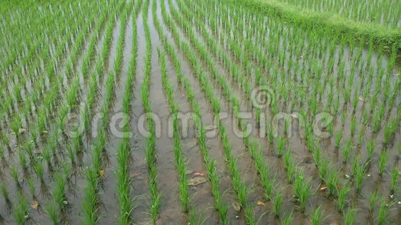 印度尼西亚稻田全景视频的预览图