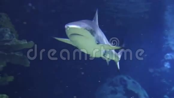 水下拍摄接近灰礁鲨鱼珊瑚礁环境视频的预览图