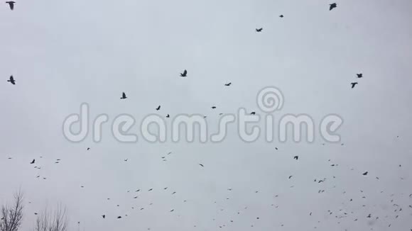 鸟儿在天空中盘旋一群乌鸦鸟冠视频的预览图