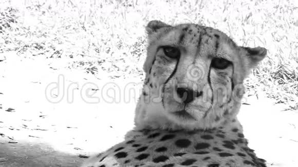 南非猎豹近距离面对个人视频的预览图