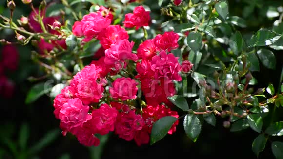 粉红色玫瑰的开花灌木视频的预览图