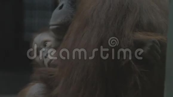 猴子把婴儿抱在怀里视频的预览图