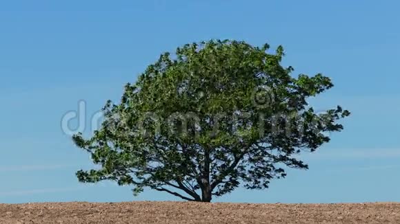 一棵树对抗蓝天视频的预览图