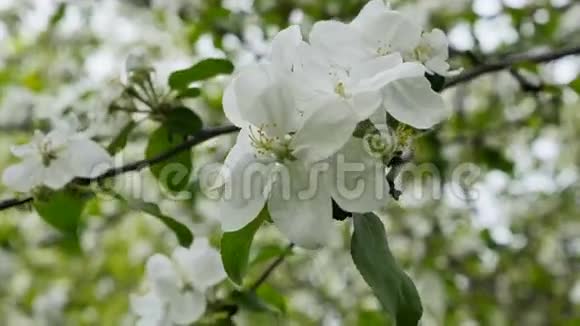 在风中吹过的苹果树枝上开着朵朵白色的花视频的预览图