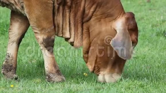 美国婆罗门牛在草地上放牧视频的预览图