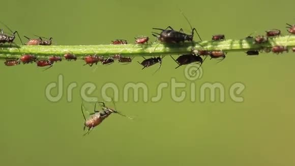 蚜虫视频的预览图