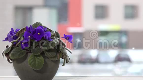 窗台上的盆子上的非洲紫罗兰花和雪花飘落在室外视频的预览图