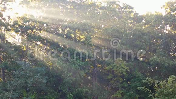 秋天一个雾蒙蒙的早晨阳光从树上洒下视频的预览图