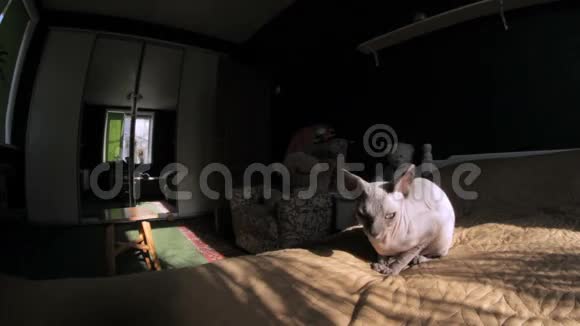 房间里的一张床上坐着一只Sphynx猫里面有一只杜宾犬的项圈视频的预览图