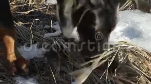 Doberman狗嗅着地面奔跑的痕迹视频的预览图