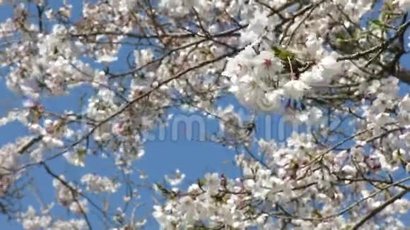 几朵樱花视频的预览图