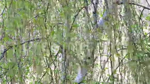 春季桦树枝条的特写视频的预览图