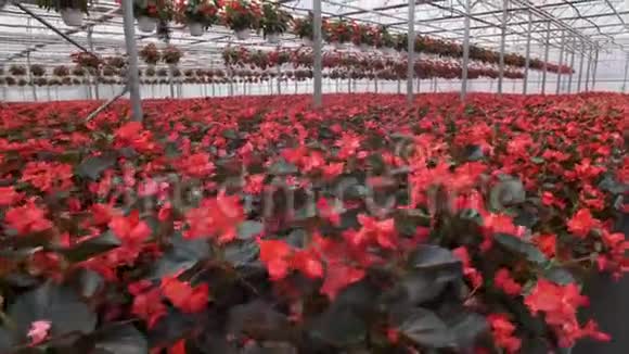 有花的大型玻璃温室在温室里种花现代花卉温室的内部花朵视频的预览图