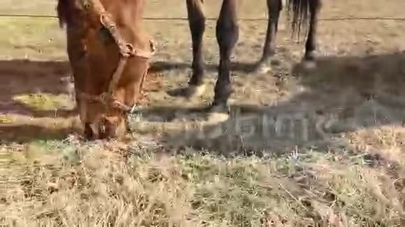 收容所里的马吃草视频的预览图