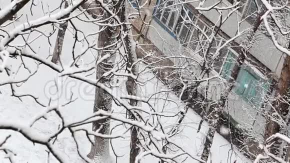 积雪覆盖着树木的冬季公园里降雪上景视频的预览图