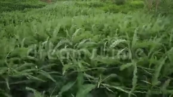 绿色植物随风移动手持镜头视频的预览图