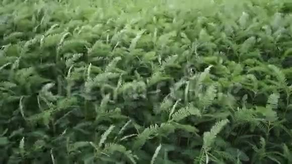 绿色植物随风移动手持镜头视频的预览图