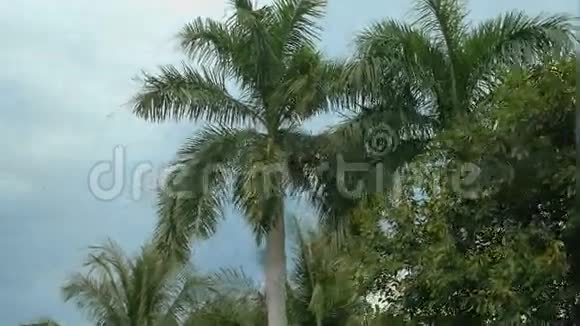 天空背景上棕榈树的叶子视频的预览图
