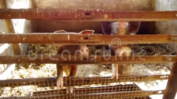 在传统的牲畜饲养场饲养小猪视频的预览图