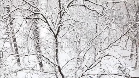 积雪覆盖着树木的冬季公园里降雪视频的预览图
