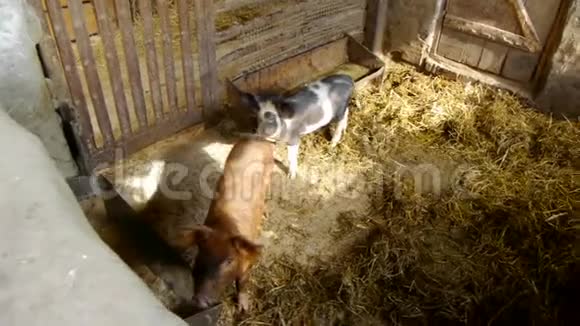 在传统的牲畜饲养场饲养小猪视频的预览图