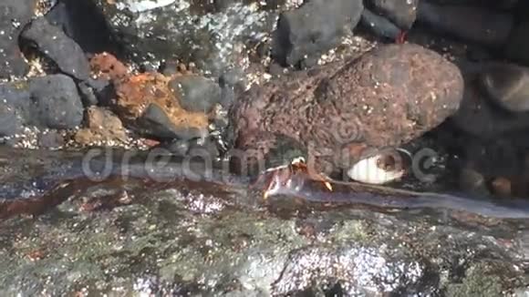 隐蟹水下观景视频的预览图