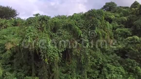 山地热带雨林中充满了生长完整的树木空中打击视频的预览图
